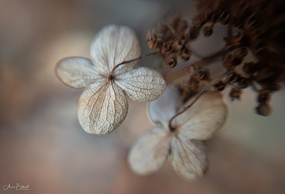 Hydrangea in Winter