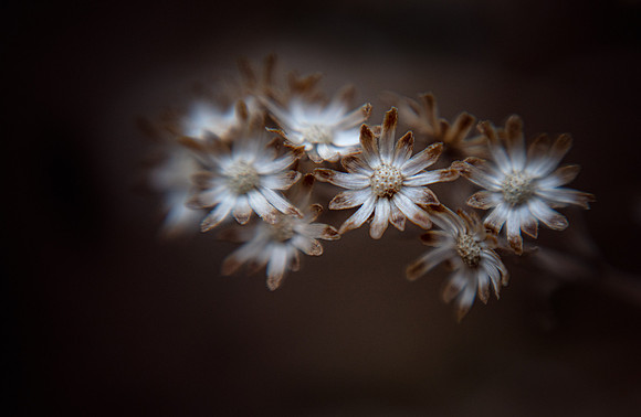 Flowers of Winter