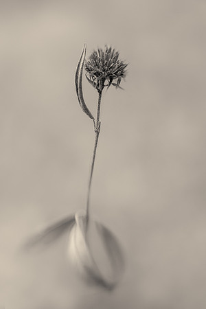 Twirling Dancer