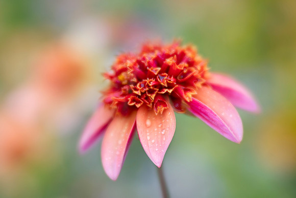 Dahlia 'Totally Tangerine'