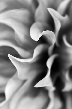 Petals in Black and White