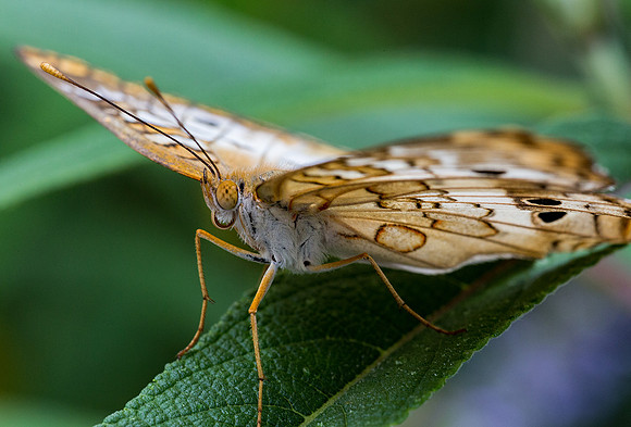 White Peacock