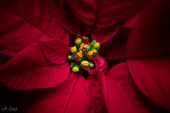 Holiday Poinsettia