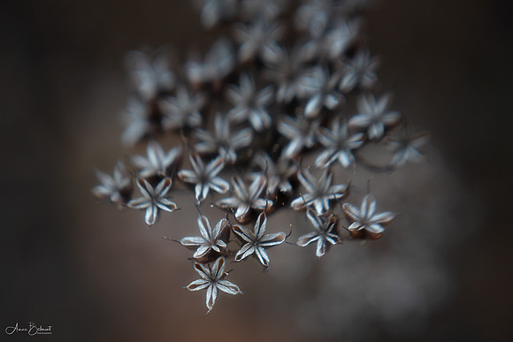 Sedum in Winter