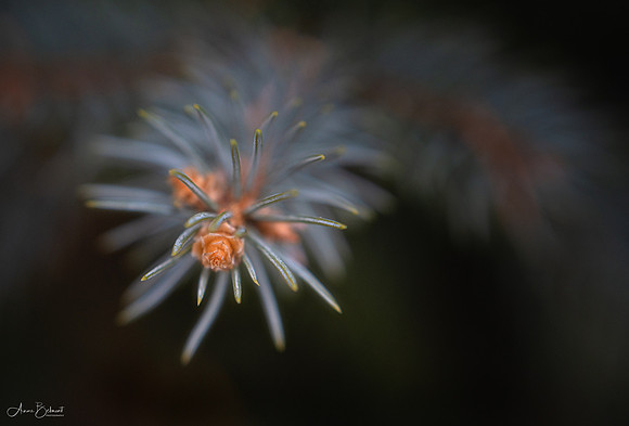 Colorado Spruce