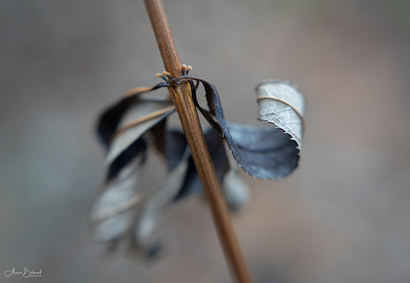 Hanging On