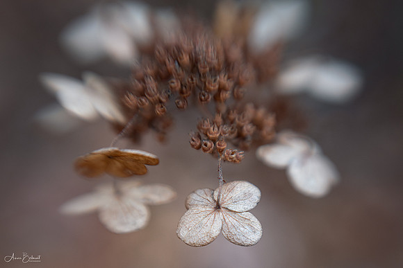 Hydrangea