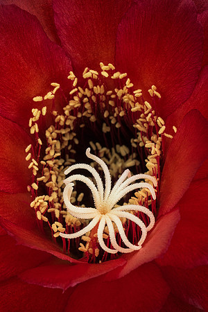 Echinopsis