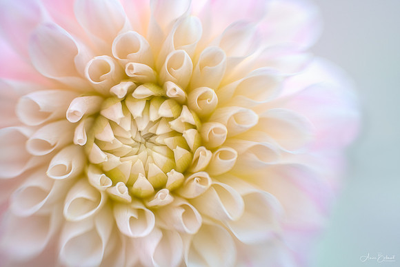 Dahlia 'Sweet Nathalie'