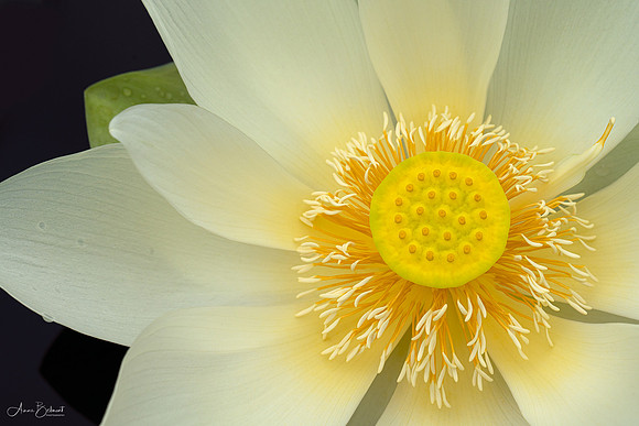 Happiness in a Lotus