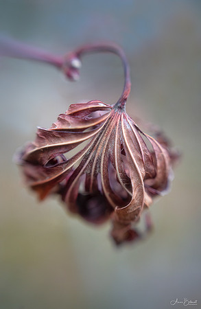 Japanese Maple Leaf in Winter