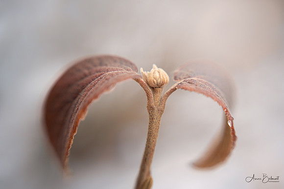 Leaf Dancer