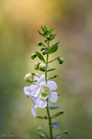 Foxglove
