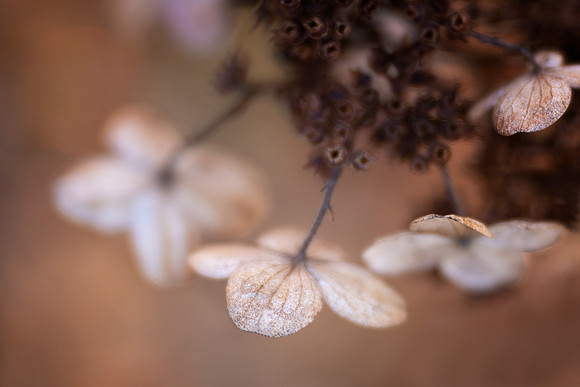 Hydrangea in Winter