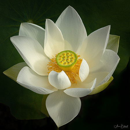 Lotus