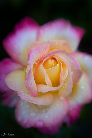 'Love and Peace' Rose