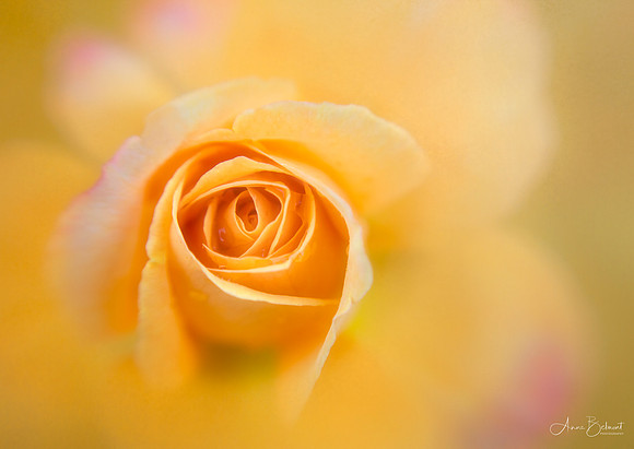 Yellow Rose