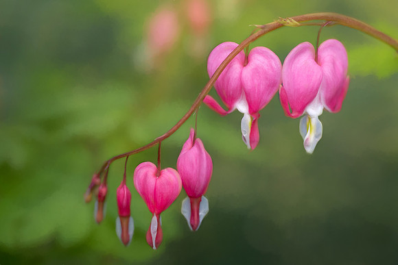 Bleeding Heart