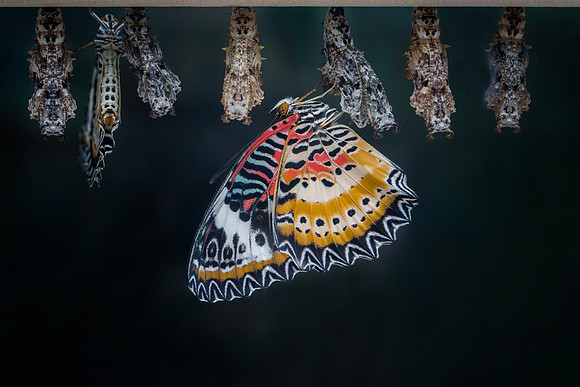 Lacewing