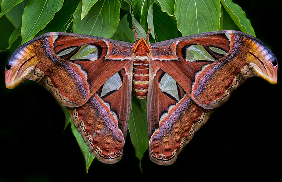 Atlas Moth - Female