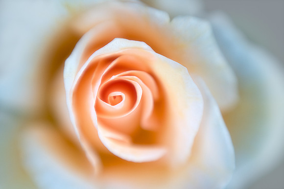 Rose Curves