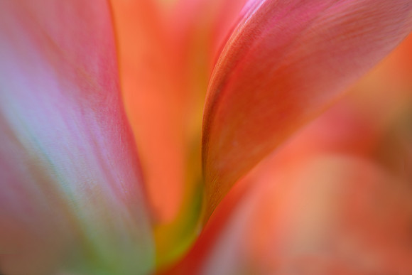 Tulip Abstract