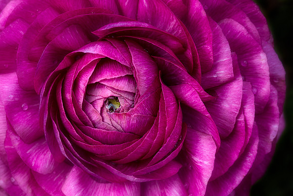 Persian Buttercup