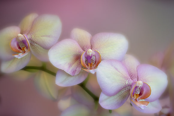 Phalaenopsis Orchids