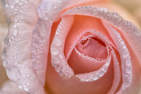 Morning Dew