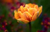 Tulipa 'Orange Princess'