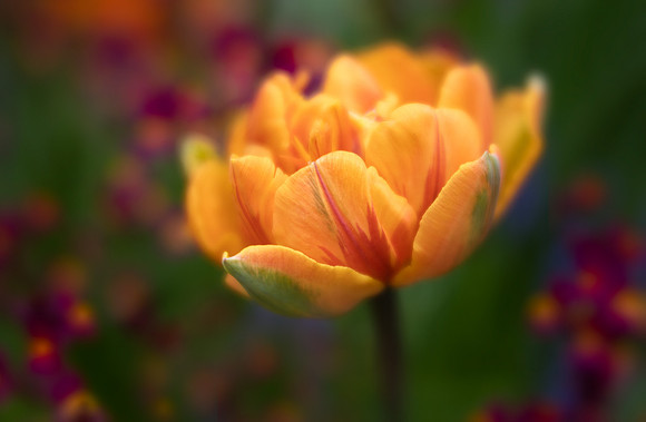 Tulipa 'Orange Princess'