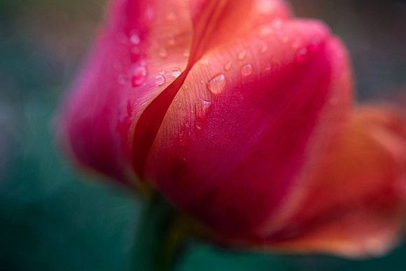 Tulip With Raindrops