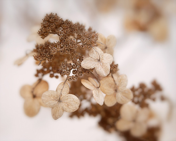 Hydrangea in Snow