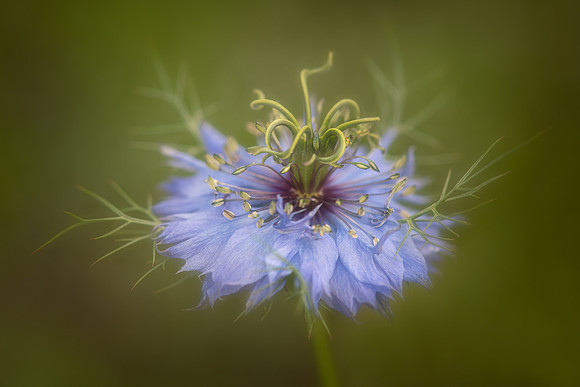 Love-in-a-Mist