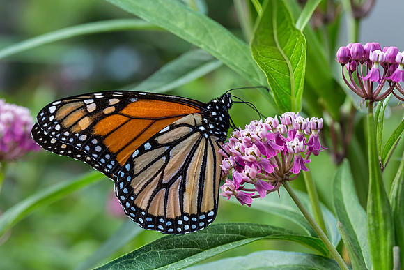 Monarch on Milkweed