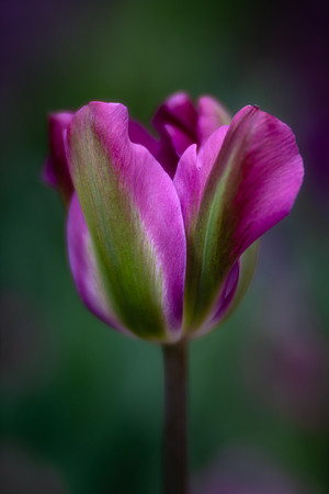 Tulipa 'Nightrider'