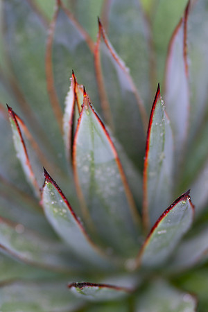 'Blue Glow' Agave