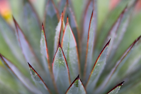'Blue Glow' Agave With Raindrops