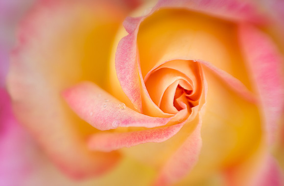 Rosa 'Love and Peace'