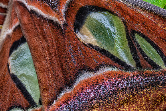 Atlas Moth Close-Up