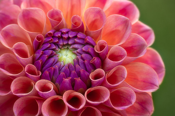 Dahlia 'Chewy'