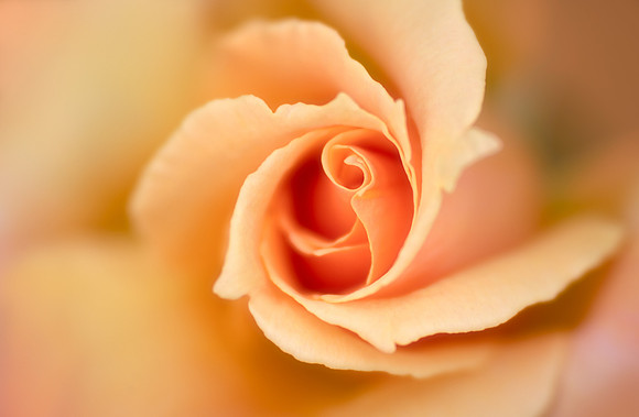 Rose Swirls