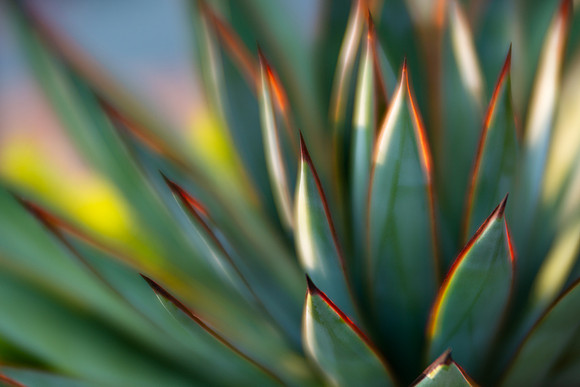 'Blue Glow' Agave in Evening Light