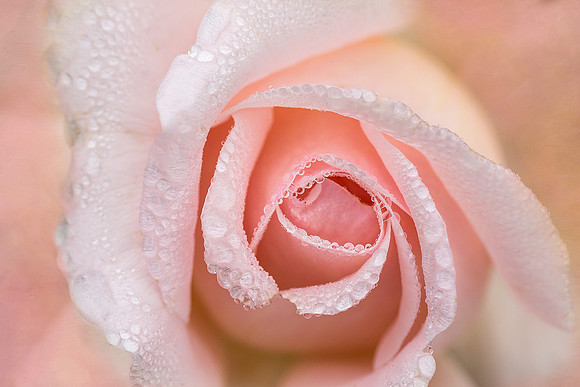 Morning Rose