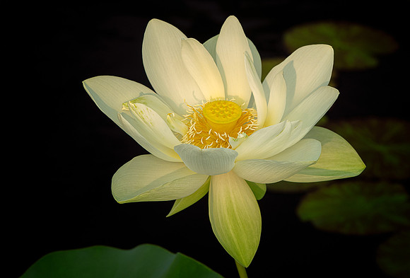 'Perry's Giant Sunburst' Lotus