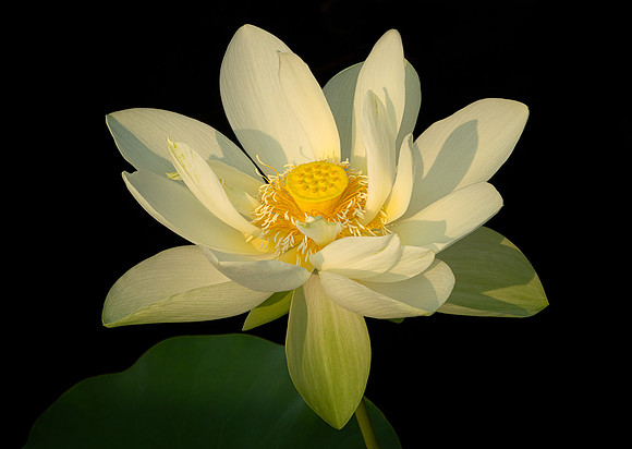 Lotus in Morning Light