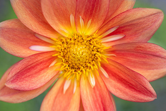 Dahlia