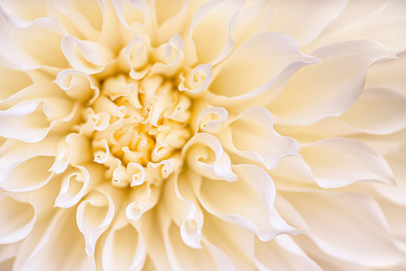 Dahlia 'Fleurel'