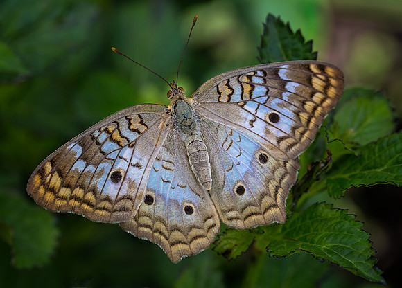 White Peacock