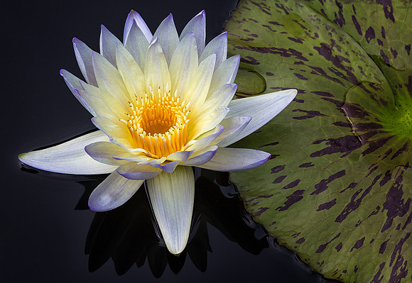 Waterlily